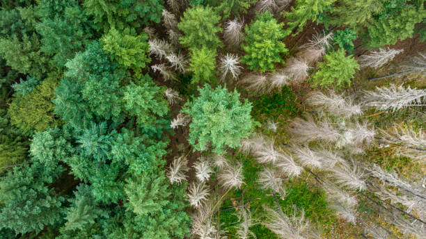 istock Deforestation, dead trees and forest dieback - drone point of view 1504274649