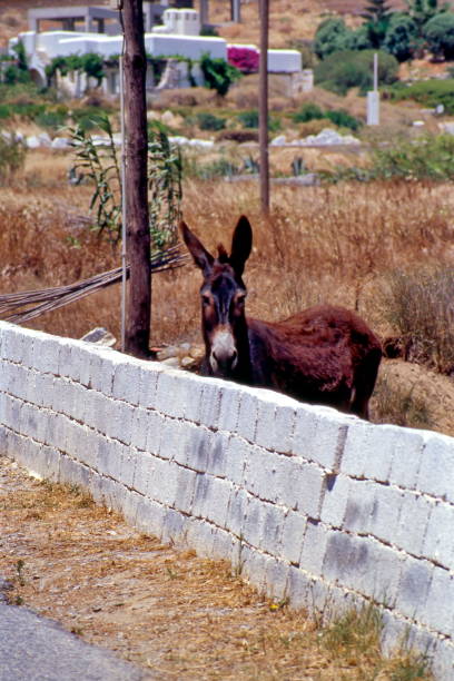istock view of the donkey and the low wall 1504279065