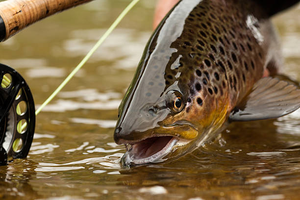 brown forelle - fly fishing stock-fotos und bilder