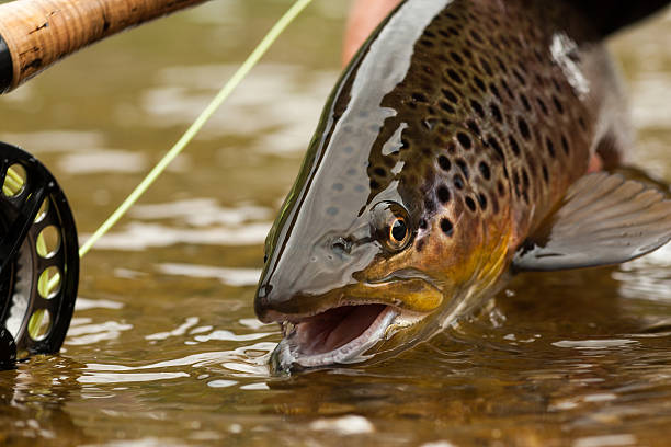 브라운송어 - brown trout 뉴스 사진 이미지