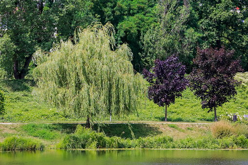 Various trees and plants grow on the shore of the lake, which is part of a public park in the Goclaw housing estate in the Praga Poludnie district of Warsaw.