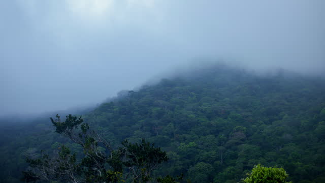 Cloud forest, Panama