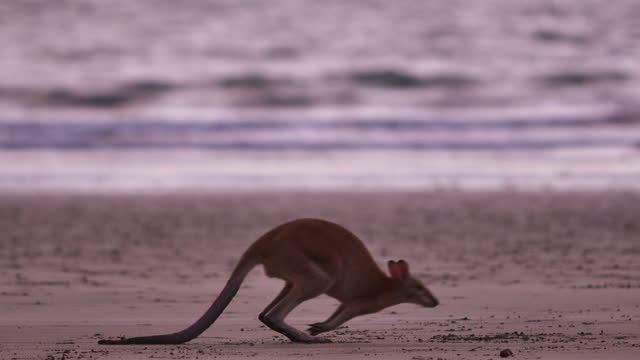 Kangaroo feeding on a beach: Northern Australia
