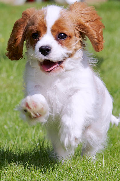 Cavalier King Charles Spaniel Puppy Running stock photo