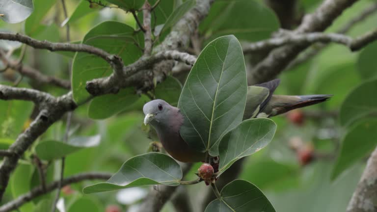 Pink-necked Green-Pigeon, Singapore