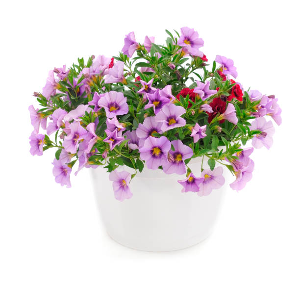 istock Bouquet of beautiful Calibrachoa. 1504295350