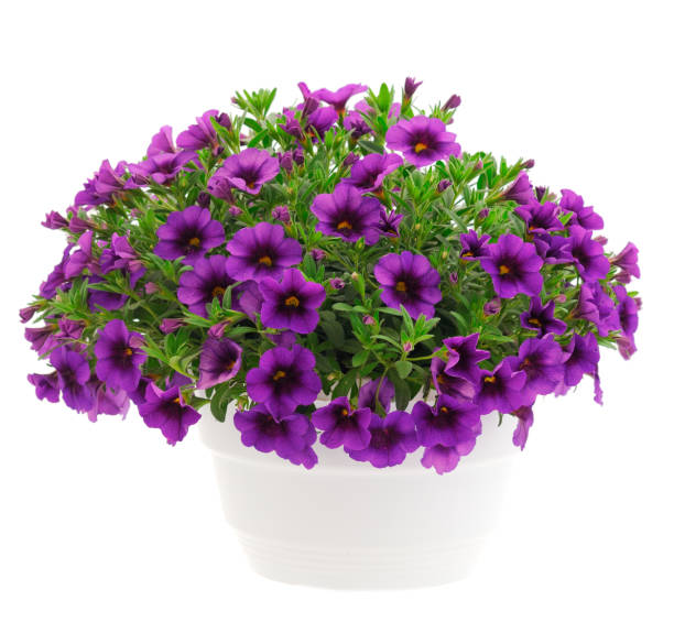 istock Bouquet of beautiful Calibrachoa. 1504295352