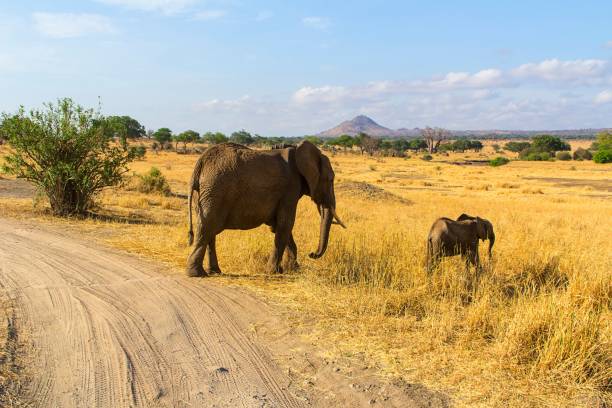 istock Adult and baby elephant walking in a grassy plain 1504299814