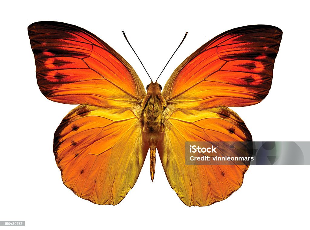 Butterfly hebomoia leucippe Hebomoia leucippe image Animal Body Part Stock Photo