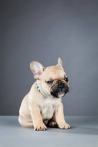 istock French Bulldog Puppy with Bright Blue Collar 150430778