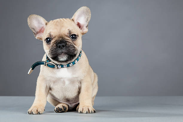 French Bulldog Puppy Wearing Rhinestone Collar French Bulldog puppy, wearing rhinestone collar, looking at the camera while sitting. french bulldog puppies stock pictures, royalty-free photos & images