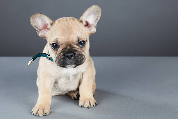 istock French Bulldog Puppy Looking Up at Camera 150430786