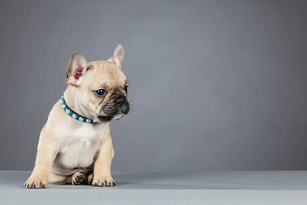 French Bulldog Puppy Leaning to the Side French Bulldog puppy sitting down and leaning to the side. He's wearing a blue rhinestone collar and looking to the side. looking around stock pictures, royalty-free photos & images