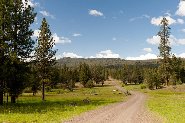 Remote gravel road leading through a Ponderosa pine forest.
