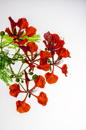 Flamboyant, Royal poinciana flower
