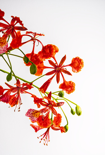 Flower head. Red ranunculus isolated on transparent background PNG