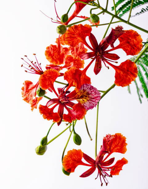 istock Flamboyant, Royal poinciana flower 1504310865