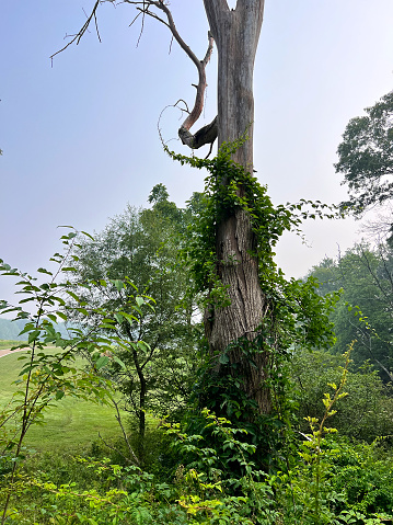 Dead Tree with vines