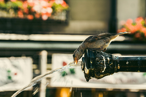 Close-up capture of a sparrow drinking water directly from one of the many urban fountains of Bern Old City, Switzerland.