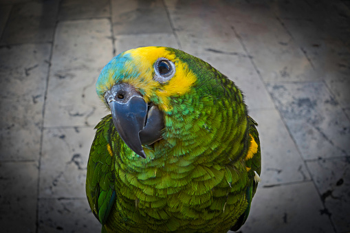 Close-up capture of a curious parrot in Dubrovnik, Croatia.