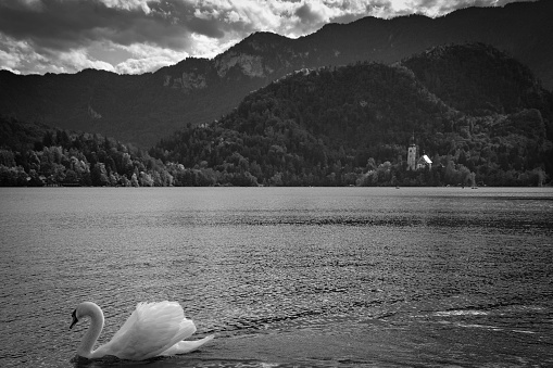 Monochrome capture of a white swan swimming in Lake Bled.