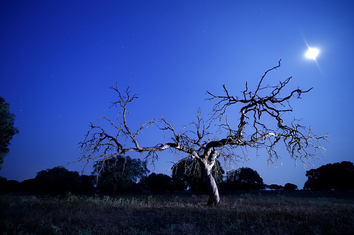 An old dry oak tree with a night sky and the moon in the firmament