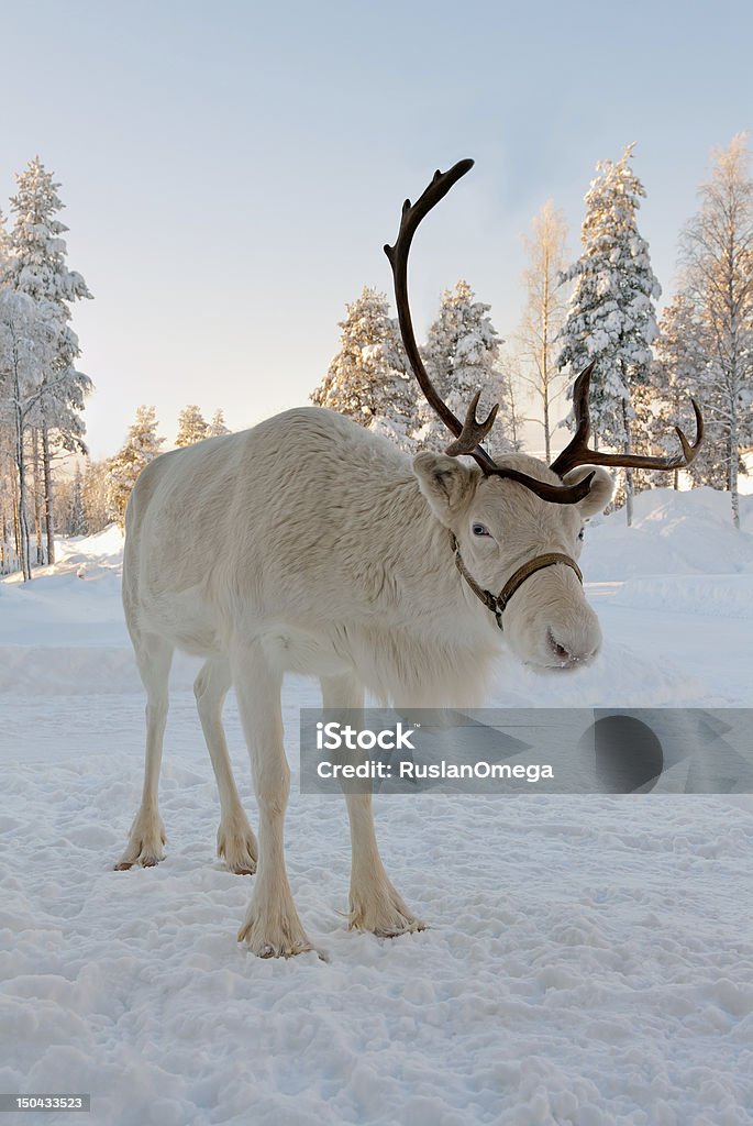 Christmas reindeer White Christmas deer in the background of snow-covered forest White Color Stock Photo