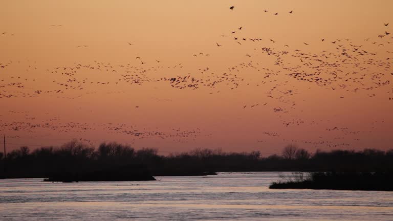 HD video sunset over Platte River sandhill cranes Nebraska