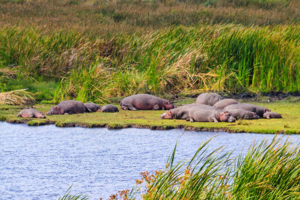 groupe d’hippopotames (hippopotamus amphibius) couchés sur les rives d’un lac dans le parc national du cratère du ngorongoro, en tanzanie - lake volcano volcanic crater riverbank photos et images de collection