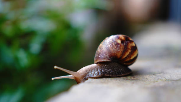 istock Lissachatina fulica on the wall 1504346293