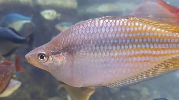 Close-up of an Orange Rainbowfish (Melanotaenia splendida). Other fish are in the background