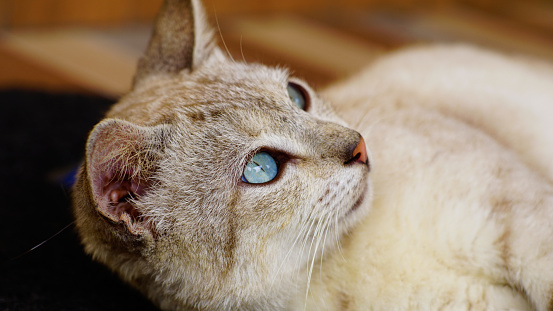 portrait photo of a brown cat with blue eyes looking to the side.