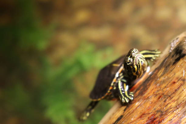 istock Young turtle out of water 1504400182