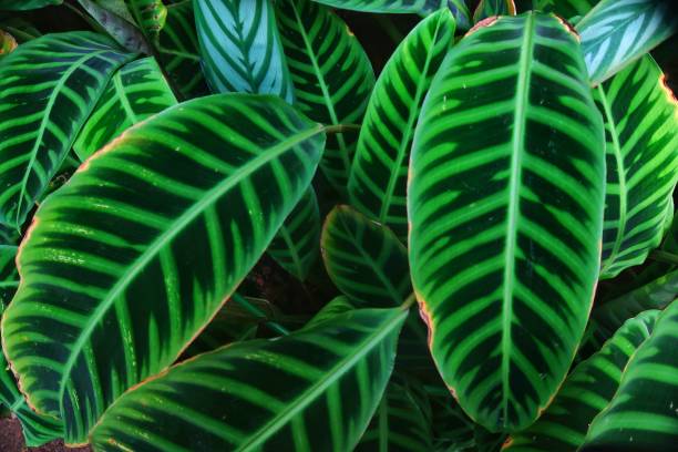 istock Calathea in a tropical greenhouse 1504401804
