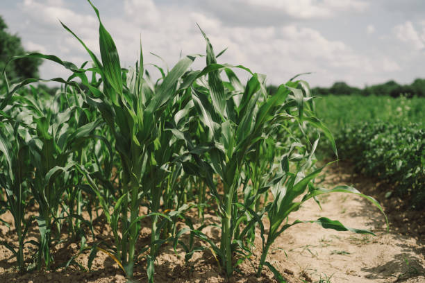istock Young corn on the field, early eco food. 1504410734
