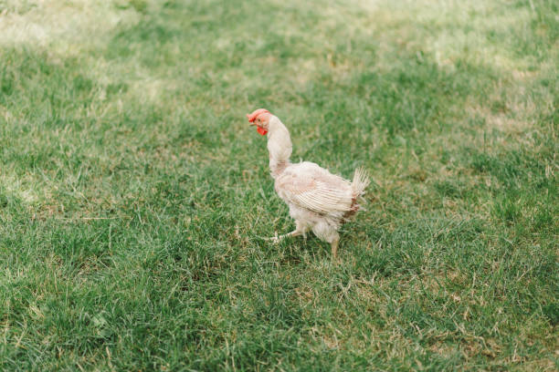 istock Sick chickens bald birds without feathers walk on a free range 1504411326