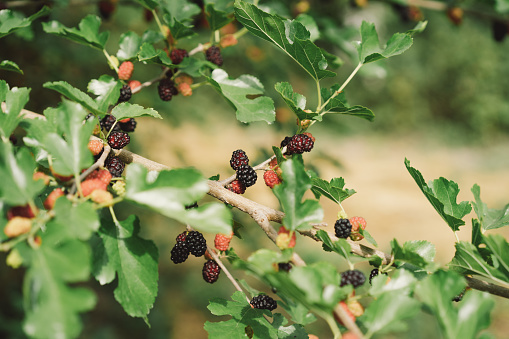 Mulberry fruit and tree. Black ripe and red unripe mulberries tree on the branch. Fresh and Healthy mulberry fruit.