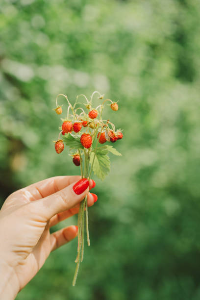 istock Ripe Red wild strawberries berry 1504421973