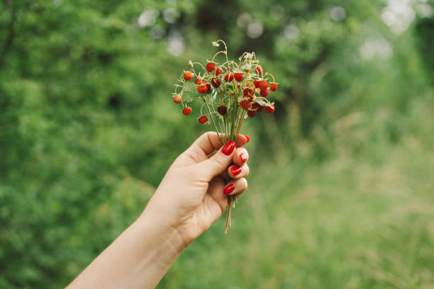 istock Ripe Red wild strawberries berry 1504422876