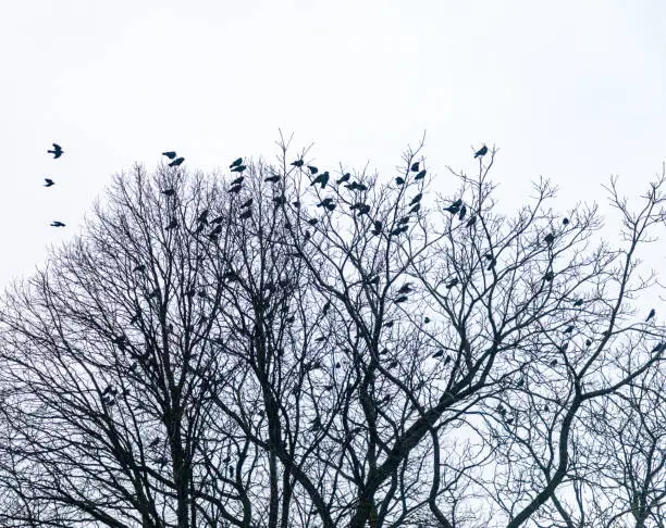 Birds roosting in bare winter trees in Bourton-on-the-Water in The Cotswolds.