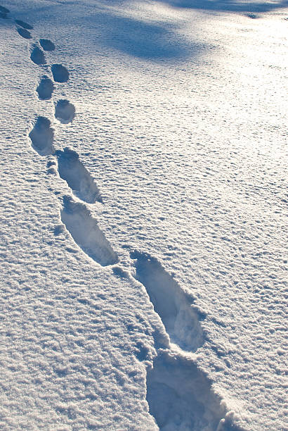 istock Tracks in the fresh snow 150442839