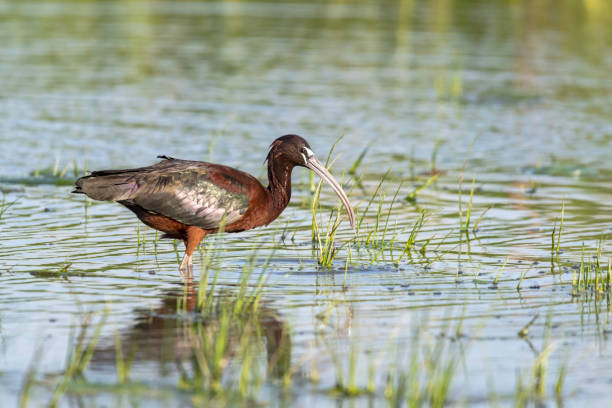 ibis brilhante (plegadis falcinellus) procurando comida em um pântano - glossy ibis - fotografias e filmes do acervo