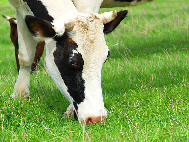 istock Head of cow 150442841