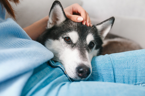 Affection . Cute gray husky dog sleeping on knees at home