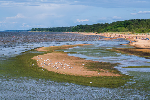 Seagulls and washed-up seaweed on the shore of the Baltic Sea near Zvejniekciems