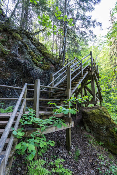 istock Forest near Sigulda, Latvia 1504432734