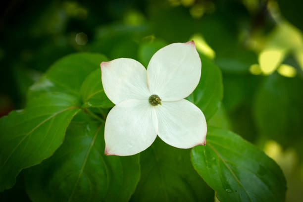 Cornus kousa, commonly called Japanese dogwood, Kousa, and Kousa dogwood, is native to East Asia and is a small, deciduous flowering tree, with bloom occurring from late spring to early summer (May-June). Kousa dogwood “flowers” are four petal-like white bracts which surround the center cluster of yellowish-green, true flowers. Flowers are followed by berry-like fruits which mature to a pinkish red in summer.