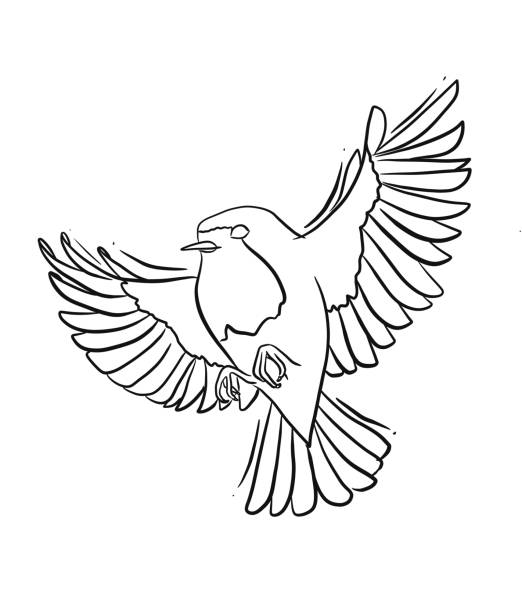 illustrations, cliparts, dessins animés et icônes de dessin au trait de robin - birdsong bird one animal flying