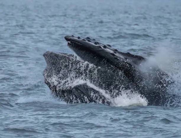 Photo of Extraordinary close sight of a Humpack whale lunge feeding in the rich waters of Auke Bay, Juneau, Southeastern Alaska, USA