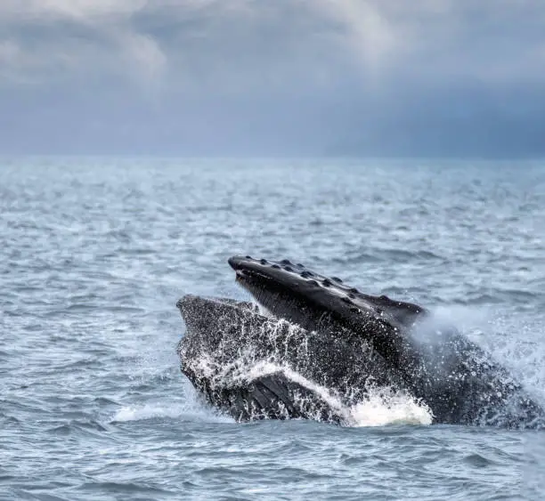 Photo of Extraordinary close sight of a Humpack whale lunge feeding in the rich waters of Auke Bay, Juneau, Southeastern Alaska, USA